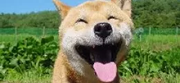 boldog