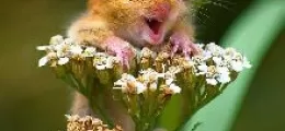 öröm