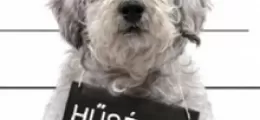 hűség