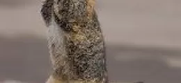ima