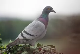 galamb