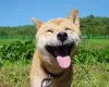 boldogság